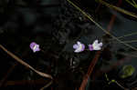 Eastern purple bladderwort